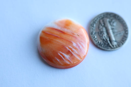 Spiny oyster cabochon