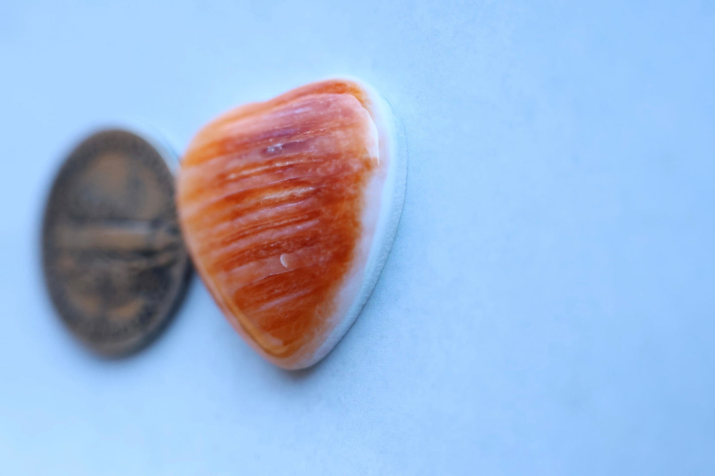 Spiny oyster cabochon heart